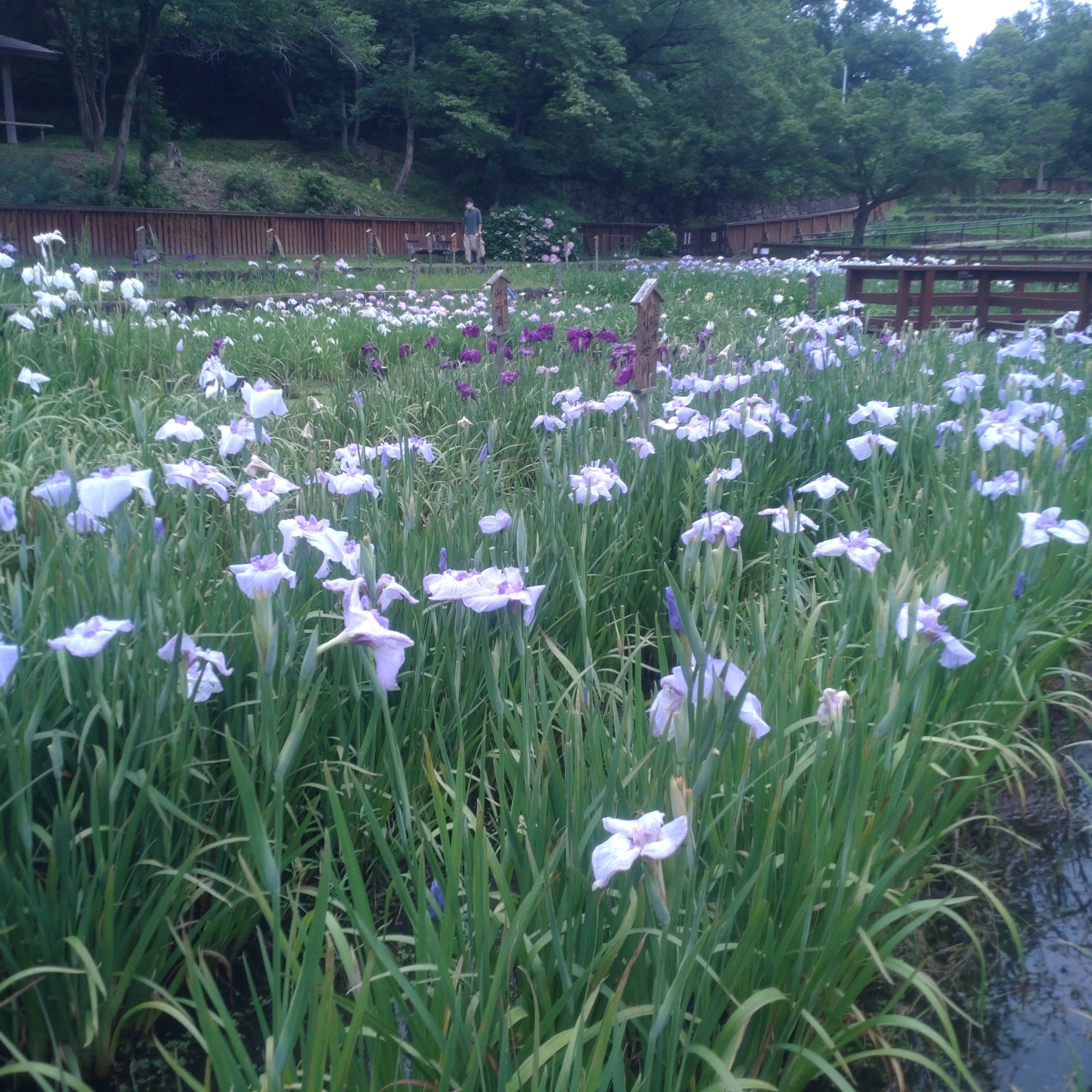 山田池公園の花しょうぶ園に行きました！！