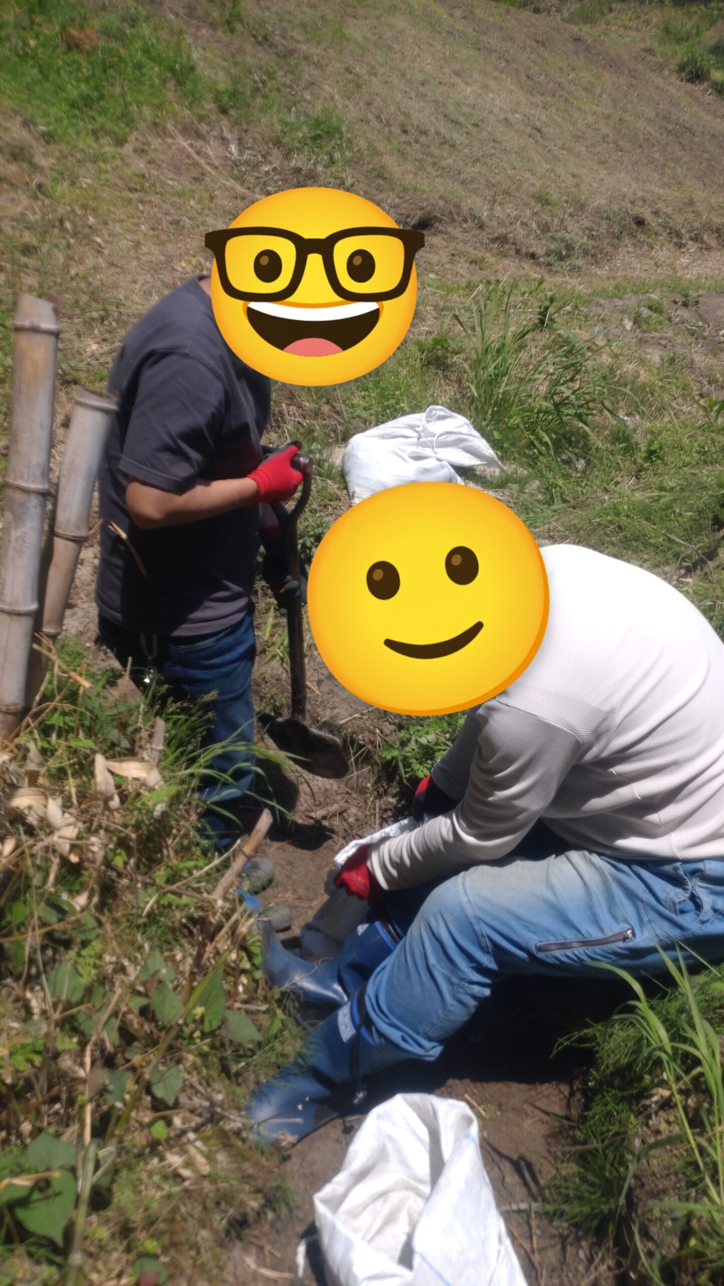 3年目のホップ作業