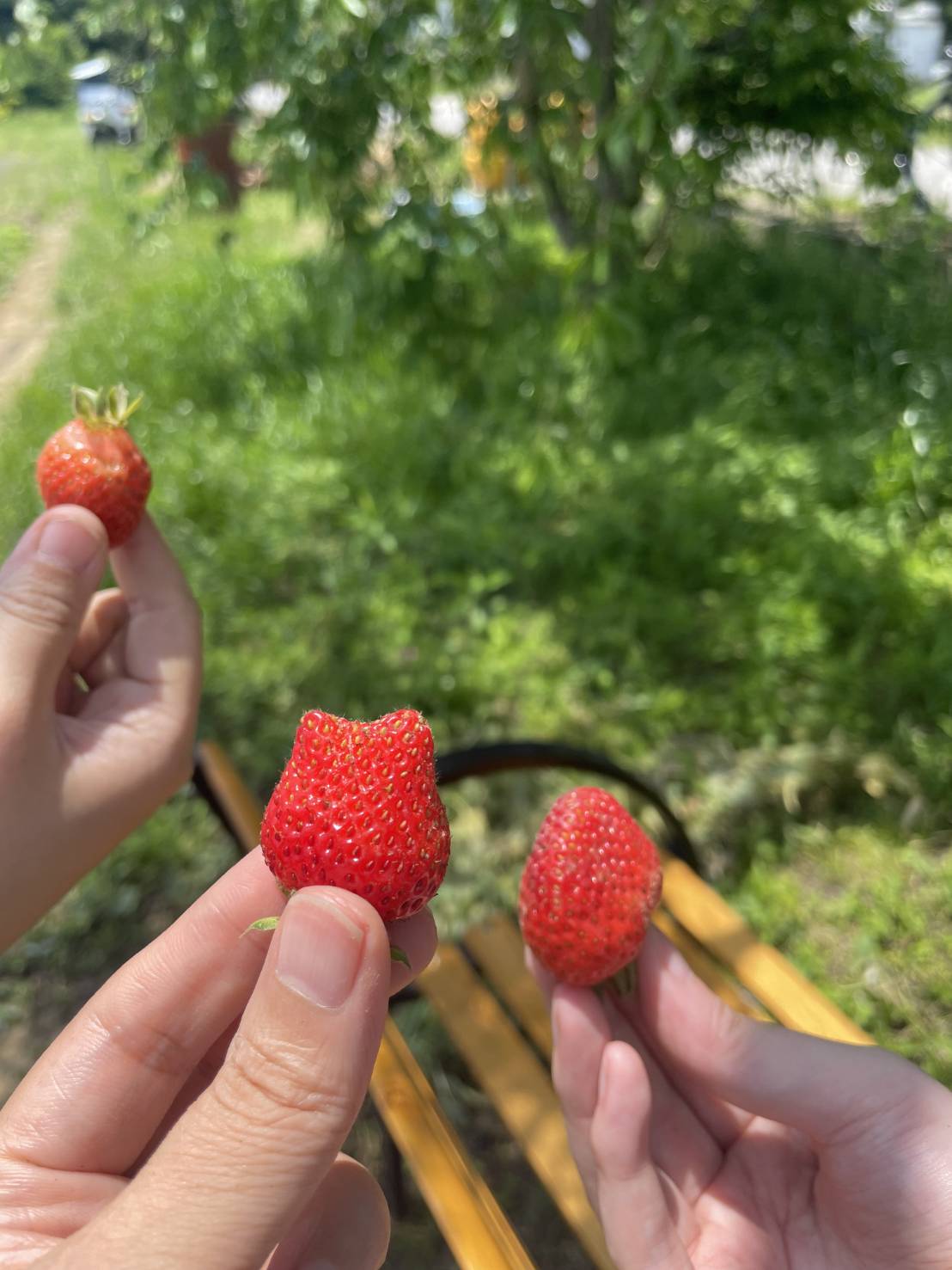 いちごの水やり&収穫🍓