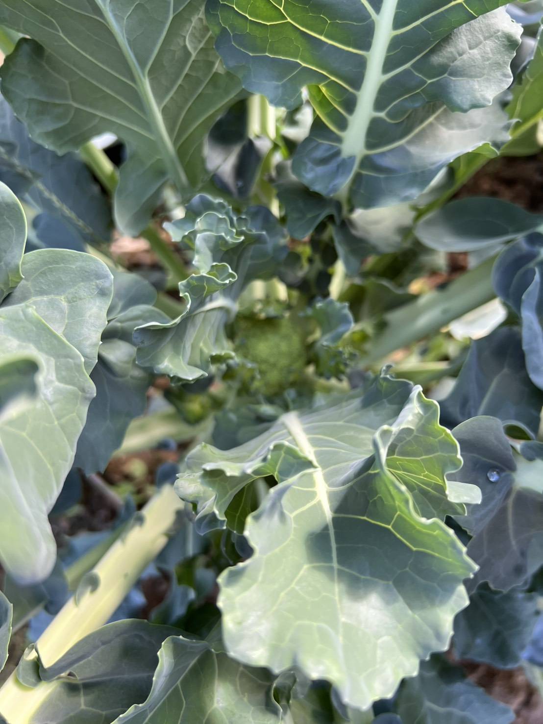 ぴあファームにて農作業🥦