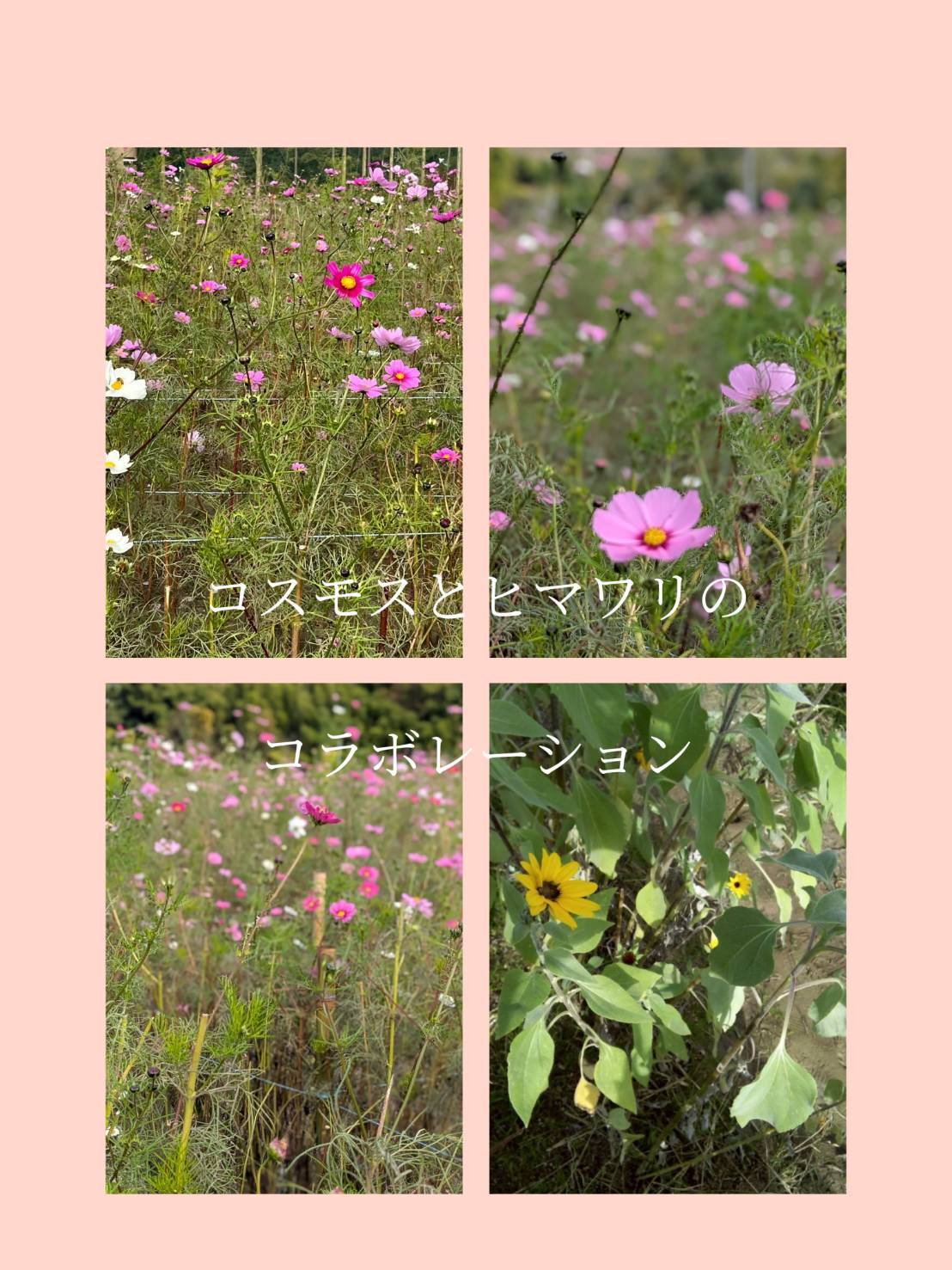 コスモス畑へ行きました💐